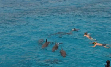 Dolphin House Snorkeling Trip in Hurghada | Swim with Dolphins Experience