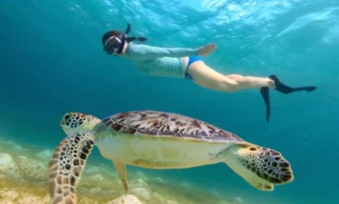 Abu Dabbab Bay Turtle | Dugong manatee excursion from Hurghada