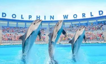Dolphin Show in Hurghada | Family Entertainment Experience